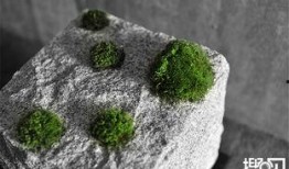 苔藓 在线观看,探索自然之美